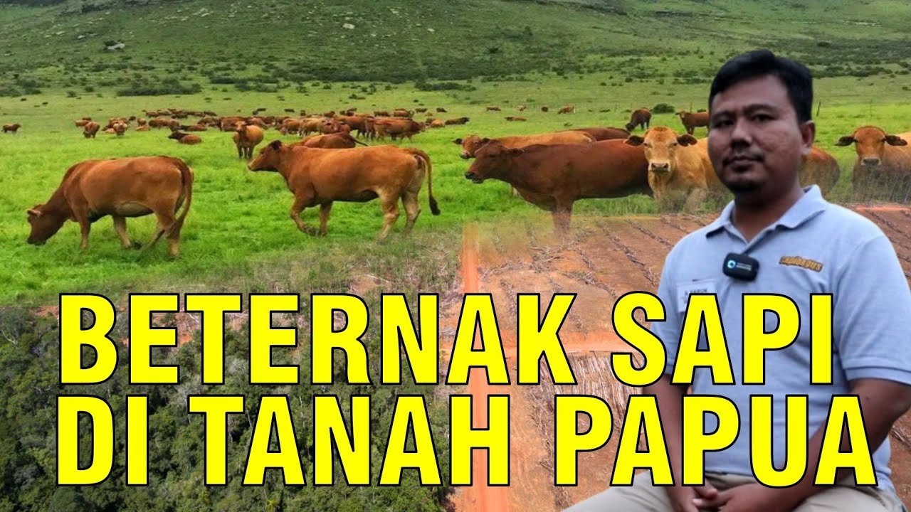 
                                 Pembangunan-Peternakan-Sapi-Papua
